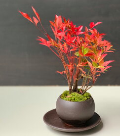 盆栽 南天の盆栽 下皿セット 黒鉢 ナンテン 縁起物 ギフト 　贈り物 観葉植物 開運 難を転じる 紅葉 おめでたい 運気を上げる bonsai ミニ盆栽 風水 なんてん 苔 こけ ぼんさい ボンサイ
