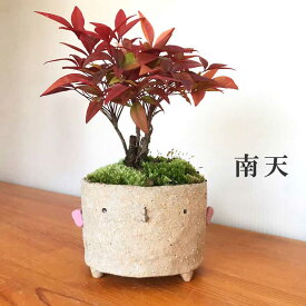 楽天市場 南天 鉢植えの通販