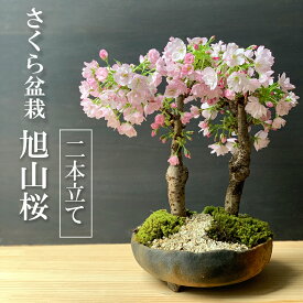 盆栽 旭山桜 あさひやまさくら の二本植え盆栽 炭化焼締鉢 真山茜 八重の桜 かわいい 本格盆栽鉢 豪華二本植え 花咲く盆栽 盆栽桜 初めての盆栽 誕生日 新入学 新築祝い 退職祝い 時間 苔 こけ 桜 さくら サクラ ぼんさい ボンサイ