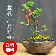父の日 盆栽 長寿梅 紅花 紅長寿梅（べにちょうじゅばい） 紅長寿梅の盆栽 くらま鉢 長寿梅 紅花 花咲く…