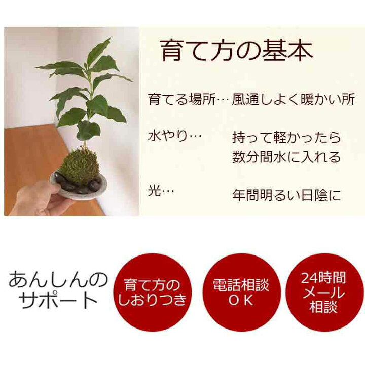 楽天市場 苔玉 コーヒーノキ コーヒーの木の苔玉 器セット 手のひらサイズでも本格的 一年中葉を楽しめる おためしこけだま かわいい おしゃれ 珈琲 Coffee みどり屋 和草 楽天市場店