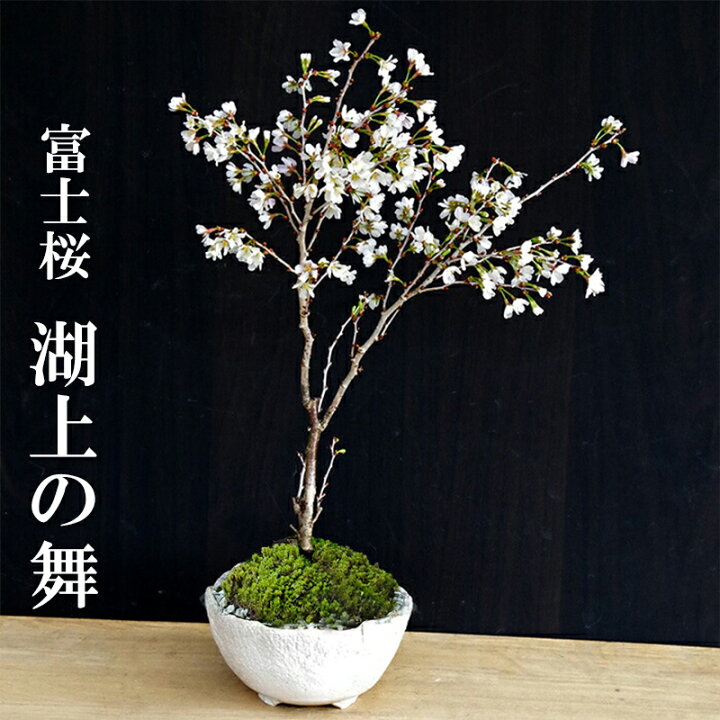 楽天市場】盆栽 サクラ咲く 富士桜 湖上の舞 盆栽 一重の花 万古焼 白 