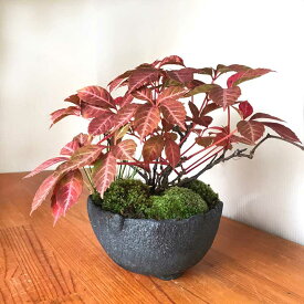 父の日 盆栽 ヘンリーヅタ 紅葉する盆栽 bonsai 送料無料　苔 こけ コケ ぼんさい ボンサイ
