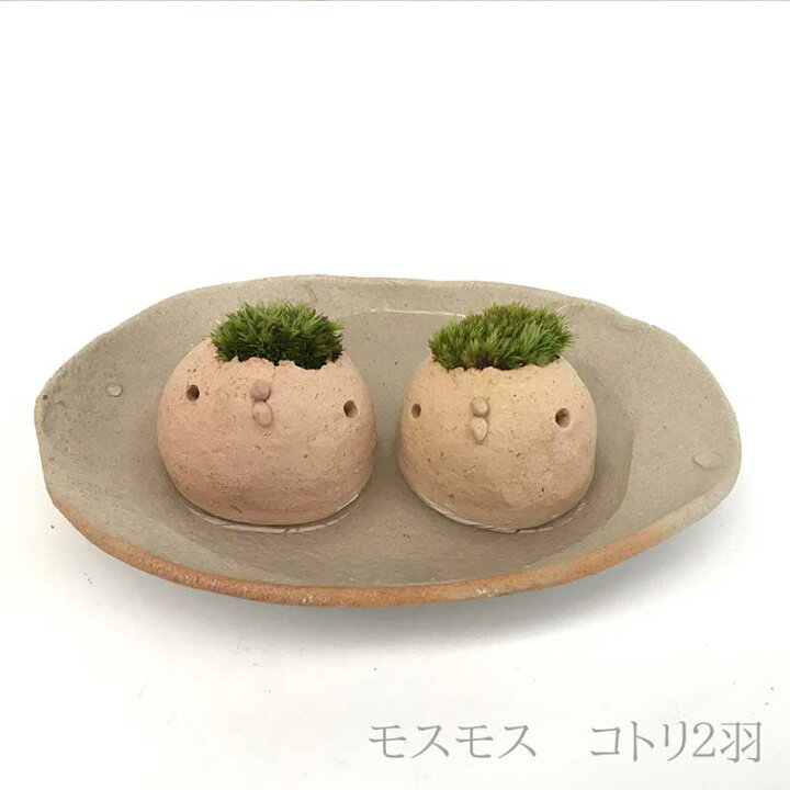楽天市場】苔 インテリア コケがかわいい 真山茜さんのモスモス モスコトリ2羽 受け皿セット mosmos 益子 陶芸家 観葉植物 コケテラリウム インテリア コケ栽培 ギフト誕生日 とりゴケ 苔とり 色が選べる とりゴケ 苔とり 苔 こけ コケ : みどり屋 和草 楽天市場店 楽天市場】苔 インテリア コケがかわいい 真山茜さんのモスモス モスコトリ2羽 受け皿セット mosmos 益子 陶芸家 観葉植物 コケテラリウム インテリア コケ栽培 ギフト誕生日 とりゴケ 苔とり 色が選べる とりゴケ 苔とり 苔 こけ コケ : みどり屋 和草 楽天市場店