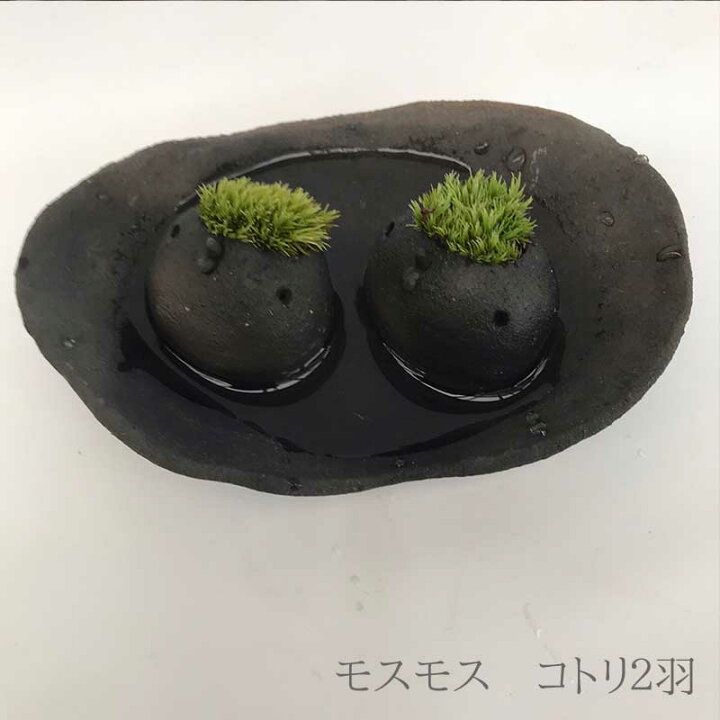 楽天市場 苔 インテリア コケがかわいい 真山茜さんのモスモス モスコトリ2羽 受け皿セット Mosmos 益子 陶芸家 観葉植物 コケテラリウム インテリア コケ栽培 ギフト誕生日 とりゴケ 苔とり 色が選べる とりゴケ 苔とり 苔 こけ コケ みどり屋 和草 楽天市場店 楽天市場 苔 インテリア コケがかわいい 真山茜さんのモスモス モスコトリ2羽 受け皿セット Mosmos 益子 陶芸家 観葉植物 コケテラリウム インテリア コケ栽培 ギフト誕生日 とりゴケ 苔とり 色が選べる とりゴケ 苔とり 苔 こけ コケ みどり屋 和草 楽天市場店