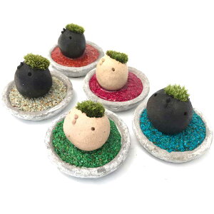 苔 盆栽の人気商品 通販 価格比較 価格 Com