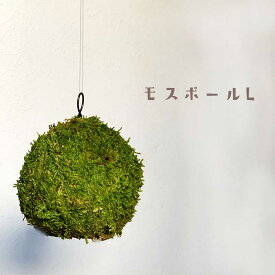 苔玉 つりこけだま モスボール Lサイズ コケボール つるす 吊り下げ苔玉 ハンギング MOSS BALL（モスボール） Lサイズ 大き目 シンプル ハイゴケ こけだま 苔 こけ コケ コケダマ こけ玉