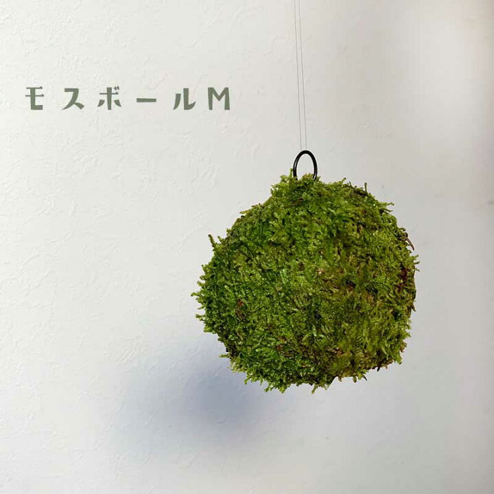 楽天市場 苔玉 つりこけだま モスボール Mサイズ コケボール つるす 吊り下げ苔玉 ハンギング Moss Ball モスボール Mサイズ 真ん中 シンプル ハイゴケこけだま 苔 こけ コケ コケダマ こけ玉 みどり屋 和草 楽天市場店