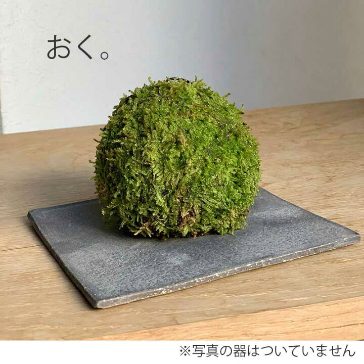 楽天市場 苔玉 つりこけだま モスボール Mサイズ コケボール つるす 吊り下げ苔玉 ハンギング Moss Ball モスボール Mサイズ 真ん中 シンプル ハイゴケこけだま 苔 こけ コケ コケダマ こけ玉 みどり屋 和草 楽天市場店