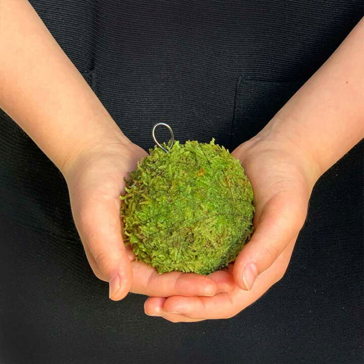 楽天市場 苔玉 つりこけだま モスボール 3セット コケボール つるす 吊り下げ苔玉 ハンギング Moss Ball モスボール S M Lサイズ 大き目 シンプル ハイゴケこけだま 苔 こけ コケ コケダマ こけ玉 みどり屋 和草 楽天市場店