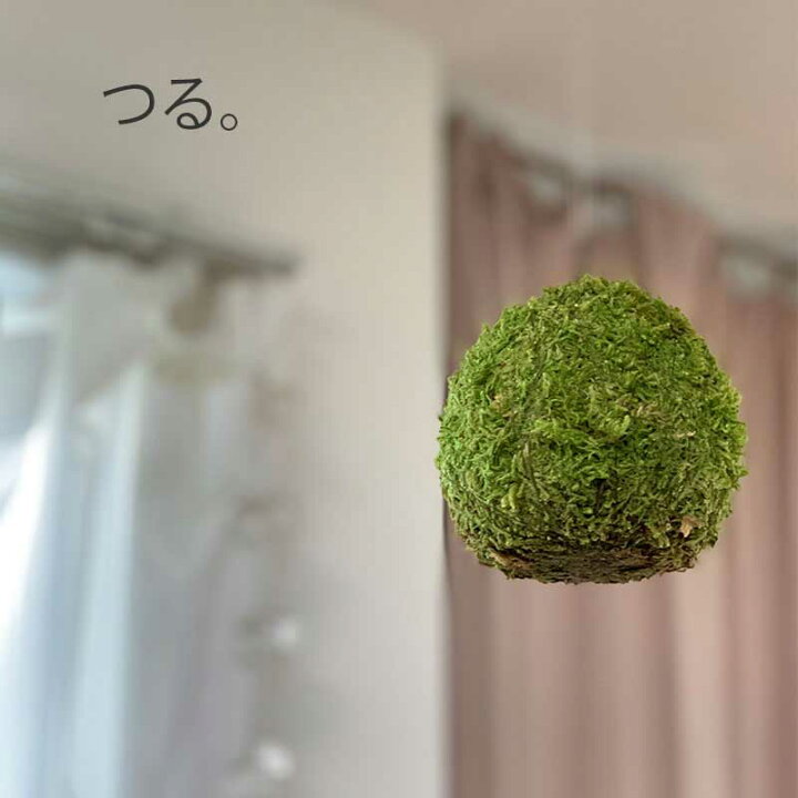 楽天市場 苔玉 つりこけだま モスボール Mサイズ コケボール つるす 吊り下げ苔玉 ハンギング Moss Ball モスボール Mサイズ 真ん中 シンプル ハイゴケこけだま 苔 こけ コケ コケダマ こけ玉 みどり屋 和草 楽天市場店
