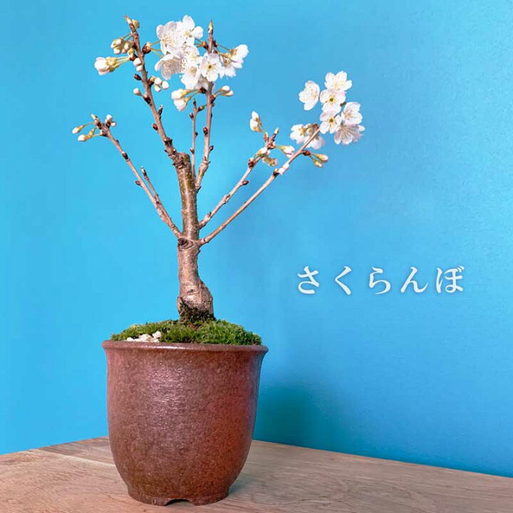 楽天市場 盆栽 サクランボ 花を愛で実をたのしめるさくらんぼの 萬古焼 赤鉢 四日市 鉢 桜桃 家でサクランボ狩り 苔 こけ 桜 さくら サクラ ぼんさい ボンサイ みどり屋 和草 楽天市場店