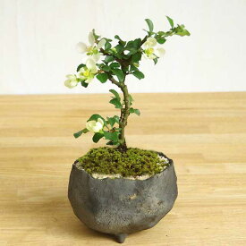 盆栽 現在葉姿 白長寿梅（しろちょうじゅばい） 鉢 作家 真山茜 炭化焼締鉢 ギフト初めての盆栽 誕生日 新入学 新築祝い ぼんさい ボンサイ