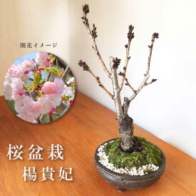 楽天市場 信楽 桜 盆栽 肥料の通販