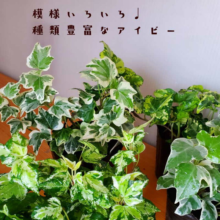 楽天市場 苔玉 アイビー 入門編 丈夫 スタイリッシュ 強い ヘデラ玉 選べる器セット 育てやすい 丈夫 観葉植物 初心者 メールサポート アイビー苔玉 こけだま 苔 こけ コケ コケダマ こけ玉 観葉植物 みどり屋 和草 楽天市場店