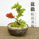 盆栽 長寿梅 紅花 紅長寿梅（べにちょうじゅばい） 紅長寿梅の盆栽 くらま鉢 長寿梅 紅花 花咲く盆栽 縁起良い ギフト初心者 初めての盆栽 父の日 母の日 誕...