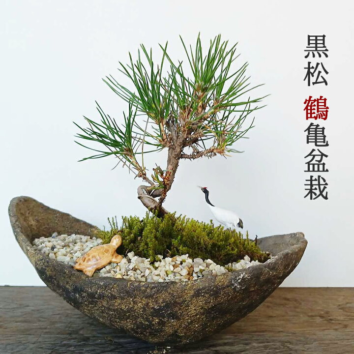 楽天市場】父の日 縁起物 黒松盆栽 くらま鉢 鶴亀セット くろまつ