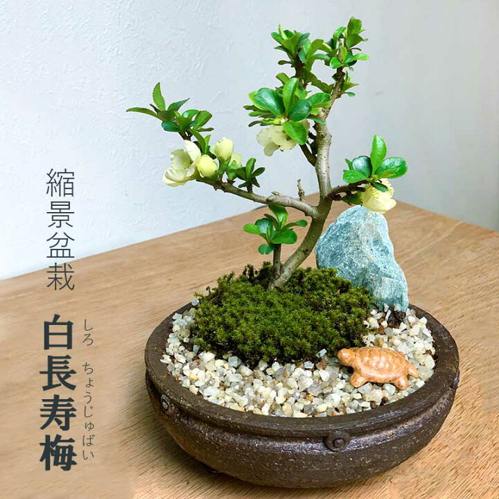 楽天市場】盆栽 長寿梅 白花 白長寿梅 亀付き 信楽茶鉢 長寿梅 花咲く 
