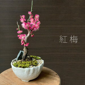 ~ ~ g~ ~~͉ԍ炭{TC bonsai 荂 j a Vw Vzj ڂ񂳂   RP  E ͂΂ nNoC