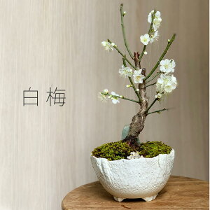 ~ ~ ~ ~~͉ԍ炭{TC bonsai 荂 j a Vw Vzj ڂ񂳂   RP  E ͂΂ nNoC