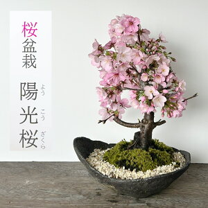 JԏI ~ z 悤 ܔ d̍ 킢 {i~͔ ԍ炭ڂ񂳂 ~͍ Mtgԍ炭~ ~͍ ߂Ă̖~ a Vw Vzj ސEj   