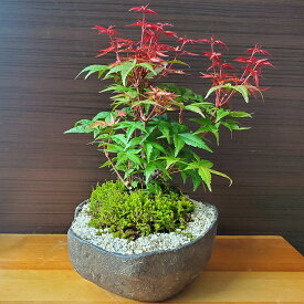 父の日 盆栽 出猩々モミジ 紅葉の盆栽 bonsai 苔 こけ コケ ぼんさい ボンサイ もみじ 紅葉 でしょうじょうもみじ 真っ赤