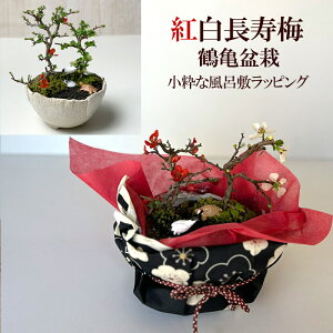 ~ ݗtp ~ g {Ag~iREnN`EWoCjߋT~ ȕC~bsO ԍ炭{TC bonsai ؉Z j a Vw Vzj EGfBOM