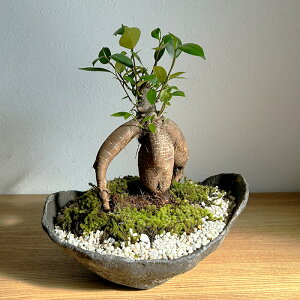 ガジュマル 植木の人気商品 通販 価格比較 価格 Com