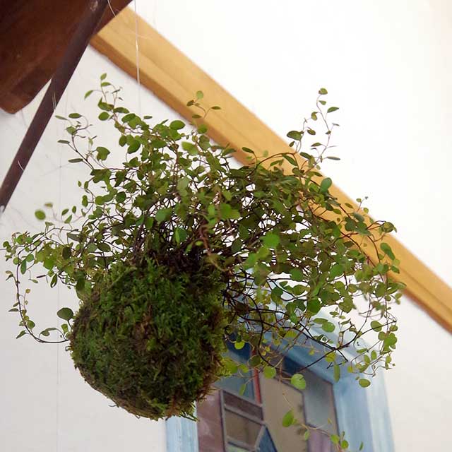 苔玉 与え 吊って楽しむ ワイアープランツ吊り苔玉 お求めやすく価格改定 置いて楽しむ