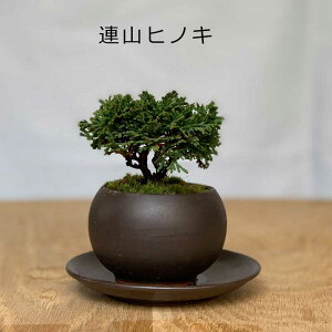 ミニ 盆栽 器の人気商品 通販 価格比較 価格 Com