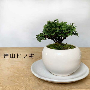 ~ sȌiFy݂ wi񂴂Ђ̂j̖~́i픫jEMZbg a bonsai ~j~ ڂ񂳂 {TC Ђ̂ qmL UqmL