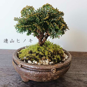 ~ ARqmL qmL ~j~ Ă̂Ђ~ i~  N΁@җj@@^R@ARw@Ђ̂ ڂ񂳂 {TC Ђ̂ qmL UqmL