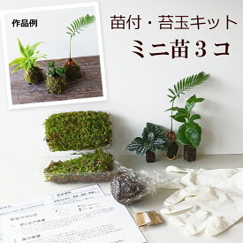 苔玉作成キット 植物苗がついている 苔玉キット 苗付（ミニ苗3つ） 手作り 初心者 こけだまの材料 かんたん作成キット 苗・苔・苔玉用に配合した土・糸・作り方のしおりセット・樹種別育て方のしおりセット