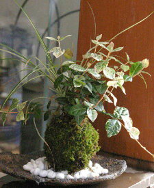 苔玉 ハツユキ（初雪）カズラ・白竜の寄せ植え苔玉 くらま岩器 敷石つき くらま岩 風合い こけだま 苔 こけ コケ コケダマ こけ玉 観葉植物 初雪カズラ ハツユキカズラ はつゆきかずら