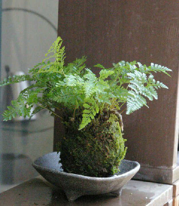 楽天市場】苔玉 涼しげな葉が魅力のシダ植物 シノブの苔玉・三つ足灰器セット こけだま 苔 こけ コケ コケダマ こけ玉 観葉植物 苔 こけだま 苔 こけ コケ コケダマ こけ玉 観葉植物 : みどり屋 和草 楽天市場店 楽天市場】苔玉 涼しげな葉が魅力のシダ植物 シノブの苔玉・三つ足灰器セット こけだま 苔 こけ コケ コケダマ こけ玉 観葉植物 苔 こけだま 苔 こけ コケ コケダマ こけ玉 観葉植物 : みどり屋 和草 楽天市場店