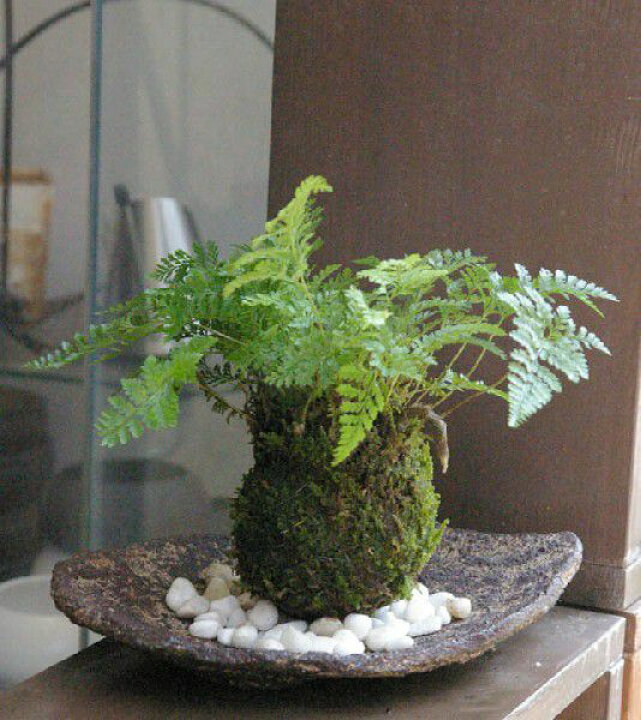 楽天市場 苔玉 涼しげな葉が魅力 シダ植物 シノブの苔玉 くらま岩器 敷石つき くらま岩 風合い 器セット 敷石つき 苔 こけだま 苔 こけ コケ コケダマ こけ玉 観葉植物 みどり屋 和草 楽天市場店