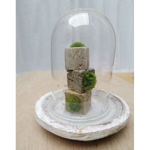 盆栽苔盆栽 こけキューブ 器 ガラスドームつき ×3個セット つんだり・ならべたり・ちいさな苔