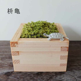 苔盆栽 枡 亀 スナゴケ　亀は万年　ますます元気　枡亀苔盆栽