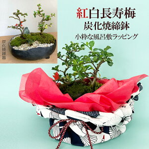 ~ ݗtp ~ g {A e֊ӂ߂đ g~̖~́iYĒj ȕC~bsO ԍ炭{TC bonsai ߂Ă̖~ ؉Z j a Vw 