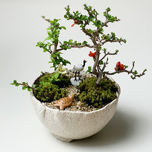 ~ ݗtp ~ g {Ag~iREnN`EWoCjߋT~͉ԍ炭{TC bonsai ؉Z j a Vw Vzj EGfBOMtg ڂ񂳂 {TC
