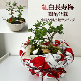 盆栽 長寿梅 紅白 二本植え紅白長寿梅（コウハクチョウジュバイ）鶴亀盆栽 小粋な風呂敷きラッピング 花咲くボンサイ bonsai 草木瓜 お祝い 誕生日 新入学 新築祝い ウエディングギフト ぼんさい ボンサイ