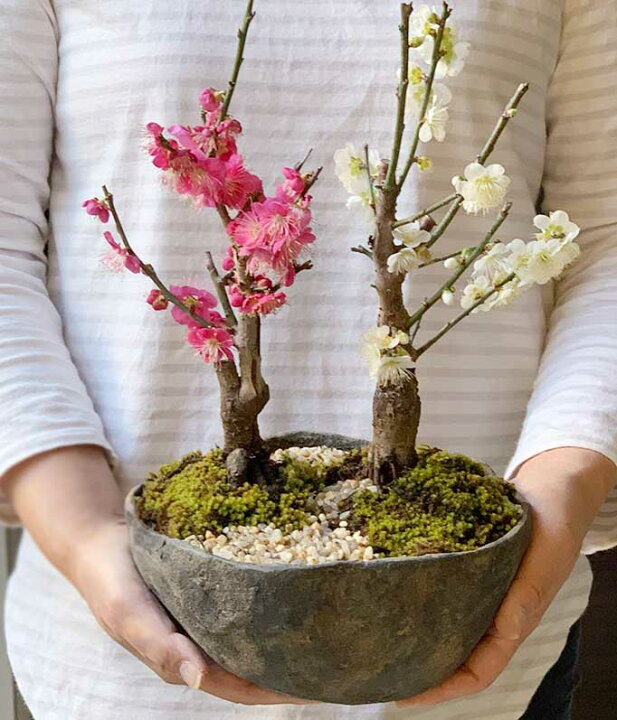 楽天市場】盆栽 梅 紅白 二本植え 紅梅 白梅 梅盆栽花咲くボンサイ 