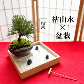 枯山水 盆栽セット 枯山水 玉砂利 小サイズ + 黒松盆栽 セット 贈り物 ギフト くろまつ クロマツ