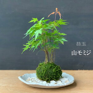 ۋ  gt R~W ܂݂̂ ȉ~Zbg ~΂ t̉萁 u₩ȐV Hɂ͐FÂgt 킢 ꂢ lC ݂ ~W 悤  RP_} 