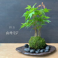 父の日 苔玉 こけ玉 紅葉 山モミジ やまもみじのこけ玉 くらま岩器セット 敷石つき 春の芽吹き 爽やかな…