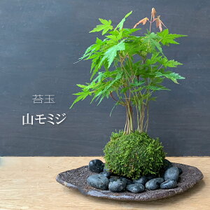 ۋ  gt R~W ܂݂̂ ܊Zbg ~΂ t̉萁 u₩ȐV Hɂ͐FÂgt 킢 ꂢ lC ݂ ~W 悤  RP_}  