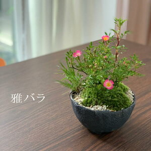盆栽 ノイバラ 雅 ミヤビバラの盆栽【選べる万古鉢】万古焼 四日市 bonsai 誕生日 還暦祝い 父の日 父の日