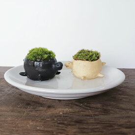 苔盆栽 亀の盆栽 2個 受け皿 セット カメモスタートル つんだり・ならべたり・ちいさな苔 コケテラリウム 苔テラ 真山茜 益子 焼締
