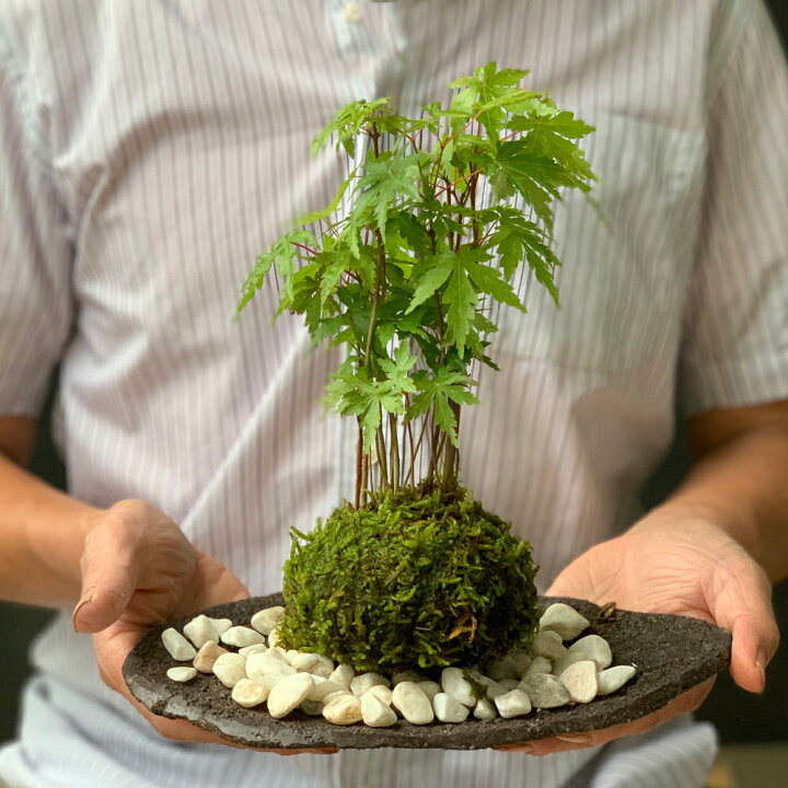 楽天市場】苔玉 こけ玉 紅葉 山モミジ やまもみじのこけ玉 くらま岩器 
