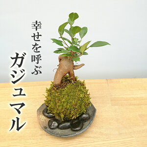 ガジュマル 苔の人気商品 通販 価格比較 価格 Com